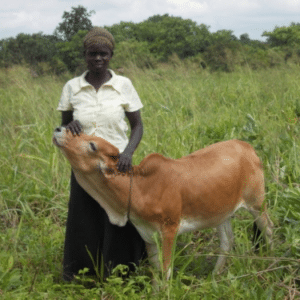 Joyce Tito Akello benefited from loans during each of the first 4 cycles. She used the money to stock her grocery store thus increasing sales and revenue. With the money raised over the two-year period she was able to buy a cow.