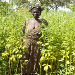 Akello Rose Odong, a 63 year old mother of six, has taken loans in multiple cycles. With her first loan she bought a goat which gave birth to a kid. She used her next loan to buy seeds for her simsim (sesame) garden and keep it weeded. She expects a good return from the harvest of the simsim.